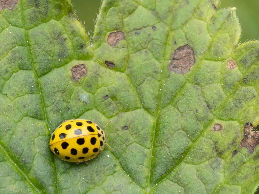 Bilde av 22-prikket marihøne. Psyllobora vigintiduo-punctata.