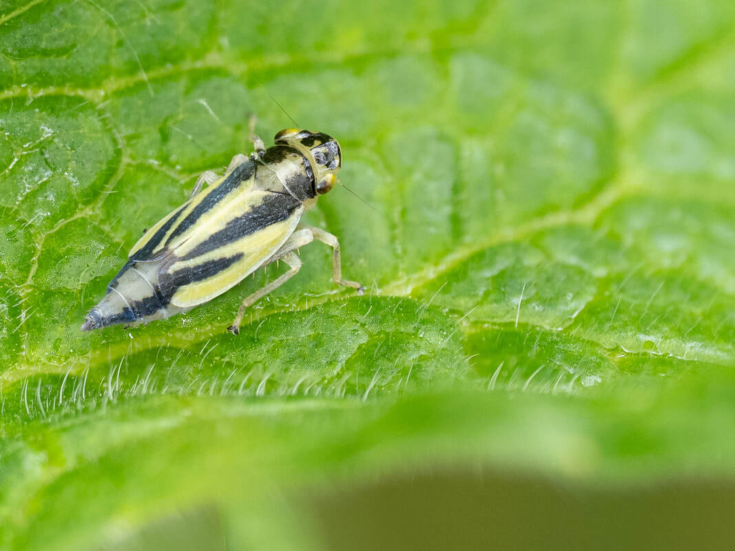 Bilde av bladsikaden Evacantus interruptus. Olympus OM-D EM1 mk3, OM 90mm 