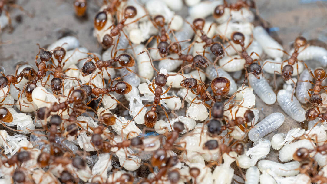 Bilde av maur med larver