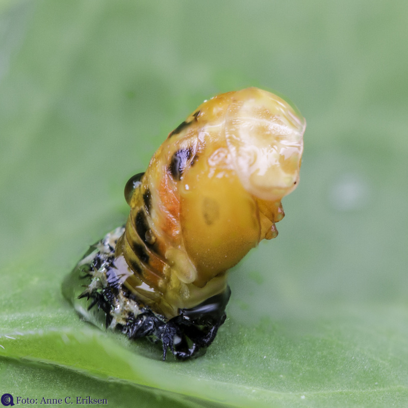 Harmonia axyridis pupae