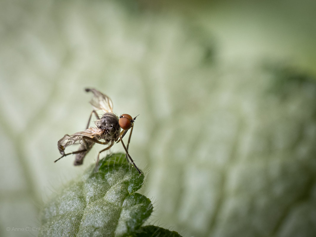 Bilde av danseflue som ikke har fått retttet ut vingene i overgangen fra puppe til flue