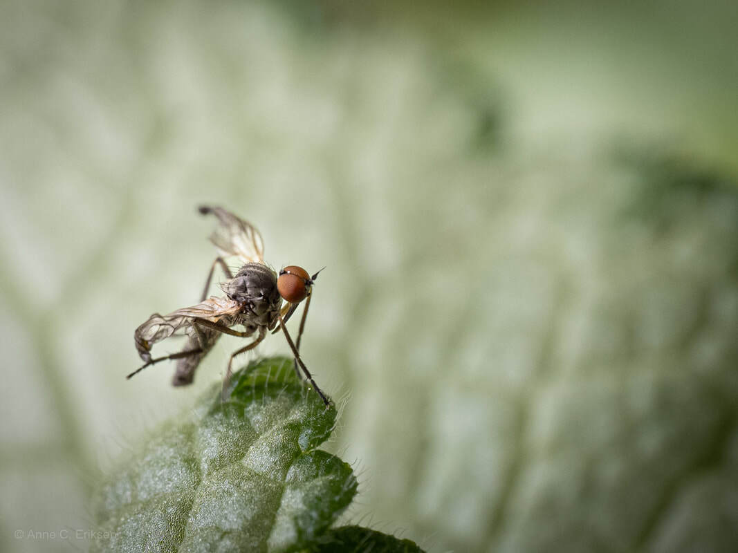 Bilde av danseflue som ikke har fått retttet ut vingene i overgangen fra puppe til flue