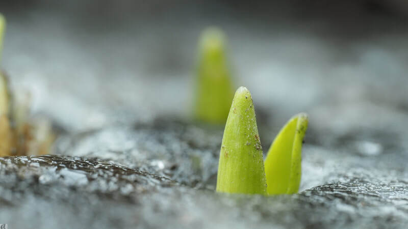 Noe grønt stikker opp gjennom isen